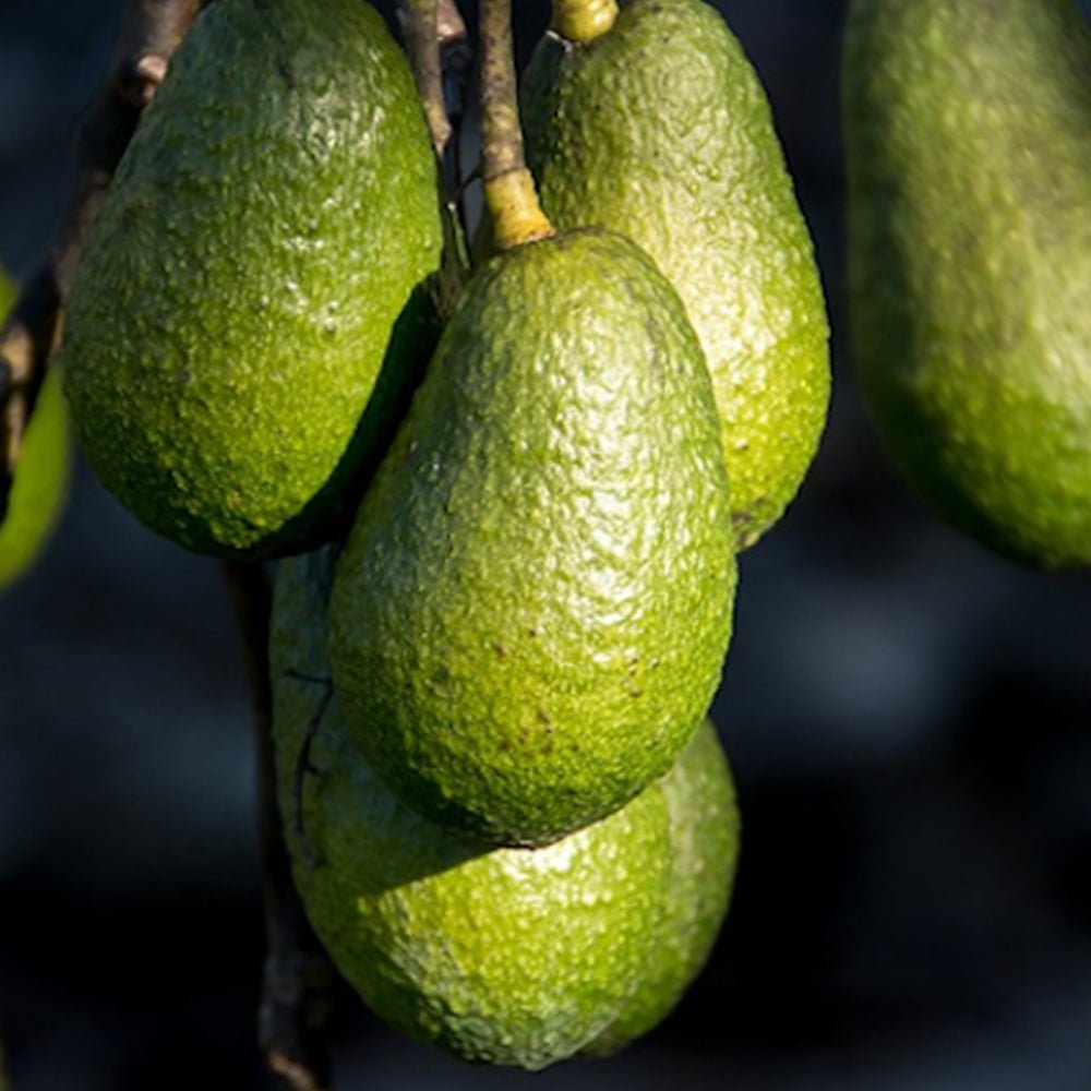 Avocadoöl kaltgepresst - SheaThomé