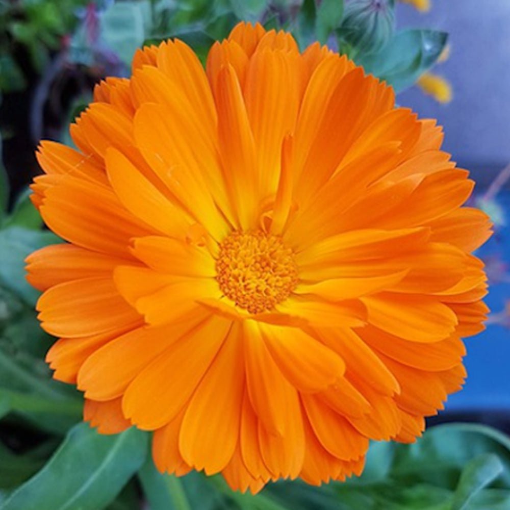 Calendulaöl / Ringelblumenöl - SheaThomé