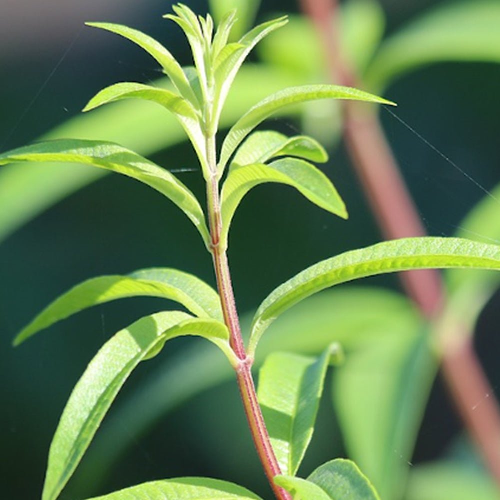 Lemongrasöl ätherisch - SheaThomé