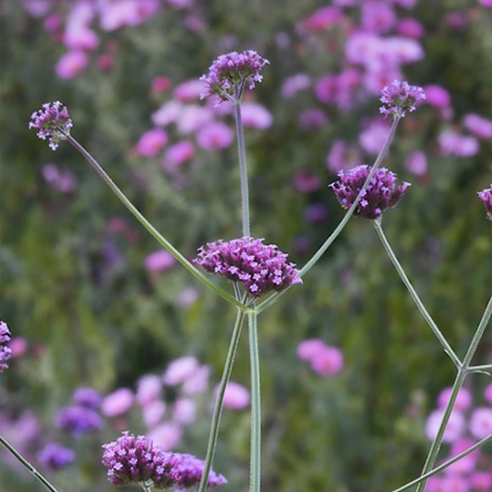 Verbena / Eisenkraut (Prarfümöl) - SheaThomé