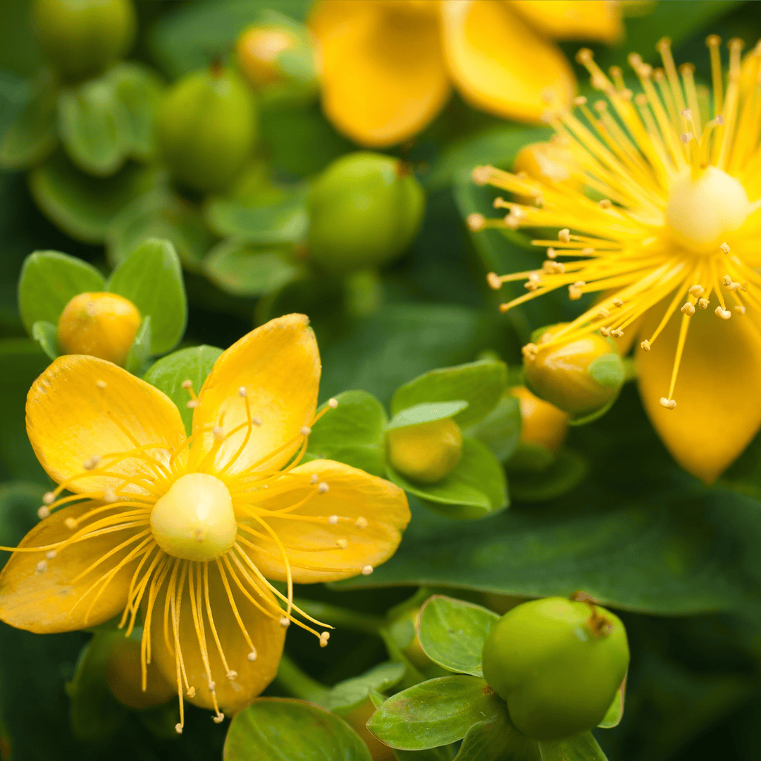 Johanneskrautmazerat (frisch) - SheaThomé