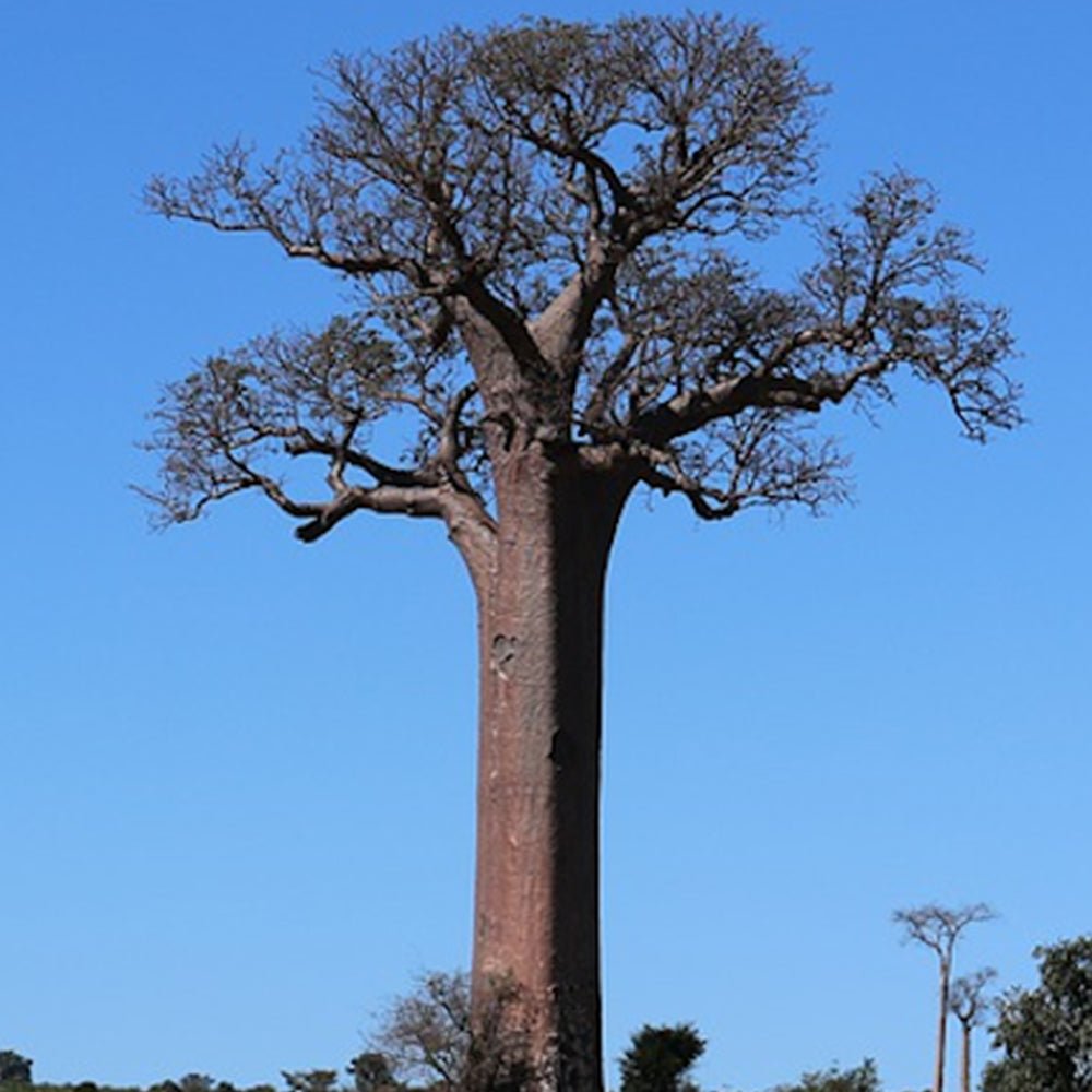Baobaböl - SheaThomé