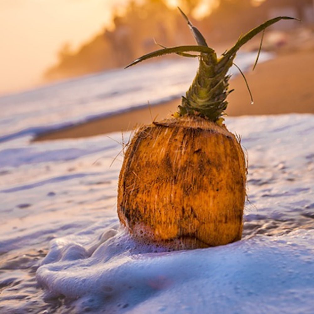 Island Coconut (Parfümöl) - SheaThomé