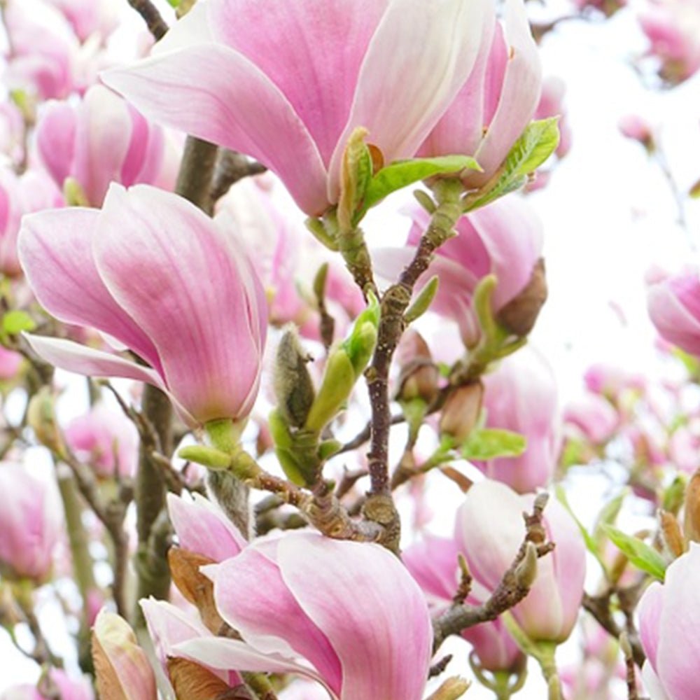 Magnolia (Parfümöl) - SheaThomé